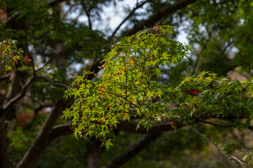 霜月　樹木公園の蒼紅葉