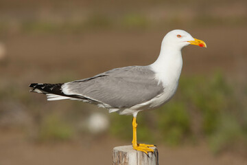 Gaviota patiamarilla, perfil