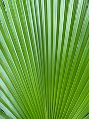 green palm leaf background