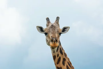 Raamstickers portrait of a giraffe © Jaume