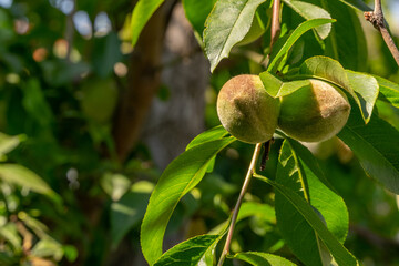 Summer's Prelude: Peach Tree in Progress