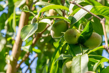 The Green Future: Promising Peaches
