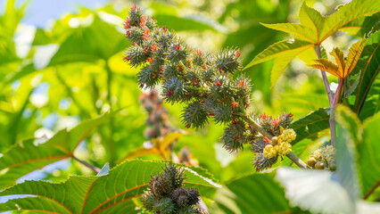Tropical Elegance: Blooming Castor Palm