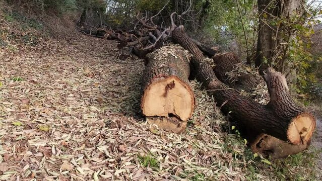 Primo piano dei tronchi tagliati