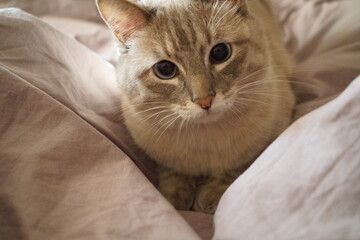 Front view of a cute beautiful Siamese breed cat on a classic brown blanket