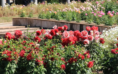 赤いダリアが満開の秋の花壇