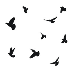 Silhouette sketch of a flock of flying birds, flight in different positions. Hover, soaring, landing, flying, flutter