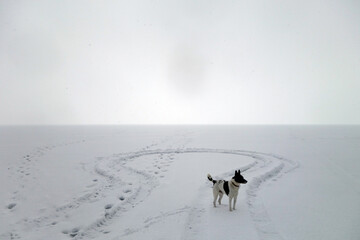 Dog playing on frozen lake in snowy weather.