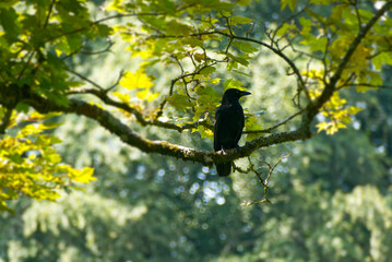 Carrion Crow (Corvus corone) sitting in a tree in Zurich, Switzerland