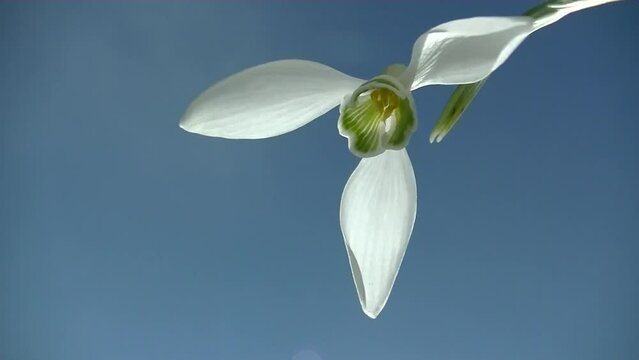 White flower Snowdrop, Galanthus moved by wind and blue sky with moving transparent clouds on windy spring day - timelapse, close-up. Topics: beauty of nature, blooming, spring, natural environment