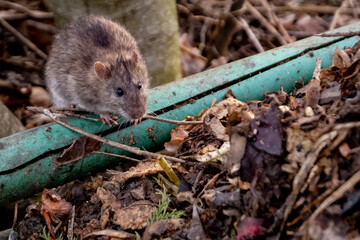 Rat sur un tas de compost