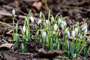 Perce-neiges