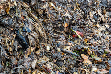 Gros plan sur du compost
