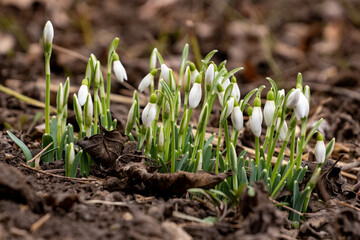 Perce-neiges
