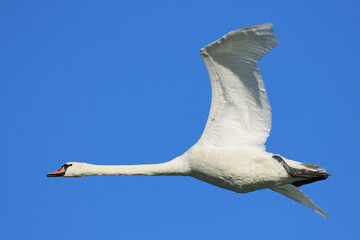 Mute swan in flight, blue sky in background