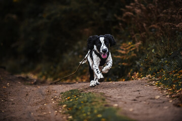 Black and white springer spaniel puppy being walked and trained in autumnal countryside on a...