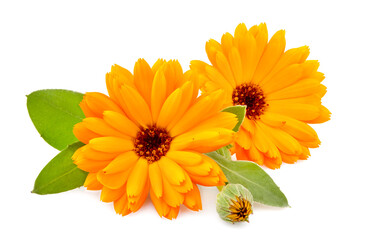 Calendula. Flowers  isolated on white background.