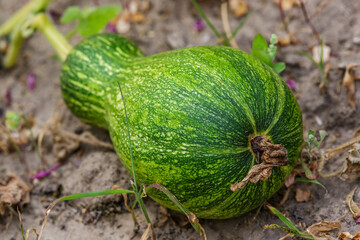 pumpkin yellow green close up.Growing pumpkins in the garden in the garden.A view of a field. Orange pumpkins growing in the garden. Autumn october.