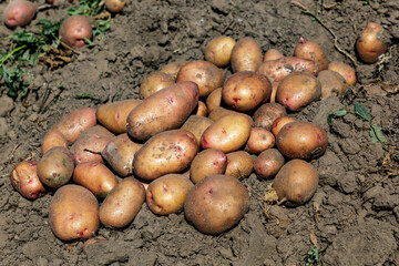 Pile of ripe potatoes on ground in field.Fresh Potato in the busket.Agriculture concept photo.