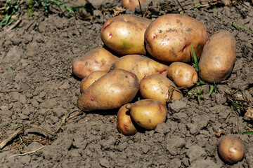 Pile of ripe potatoes on ground in field.Fresh Potato in the busket.Agriculture concept photo.