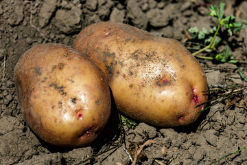 Pile of ripe potatoes on ground in field.Fresh Potato in the busket.Agriculture concept photo.