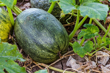 pumpkin yellow green close up.Growing pumpkins in the garden in the garden.A view of a field. Orange pumpkins growing in the garden. Autumn october.