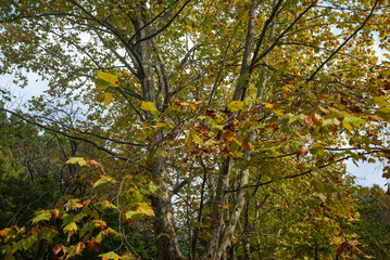 霜月　樹木公園のプラタナス