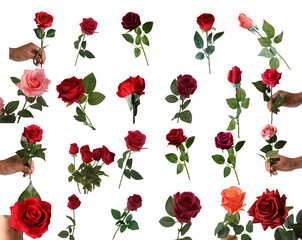 Flower element easy to use flowers red rose flower on transparent background PNG