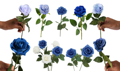 Flower element easy to use flowers blue rose flower on transparent background PNG