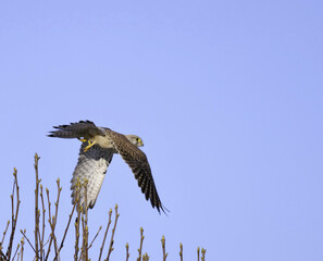 kestrel flying