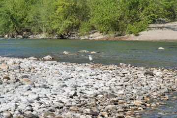 Heron stands on pebbles at Herault River's edge.