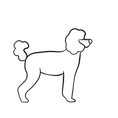 poodle line art. hand drawn line art icon. Poodle
