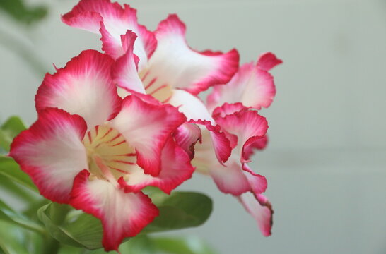 impala lily, white and red Adenium. Three flower