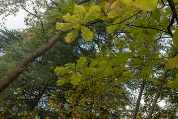 霜月　樹木公園のホウノキ