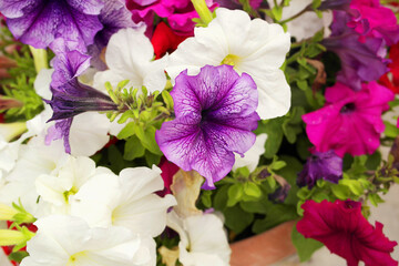 Background with colorful petunia flowers