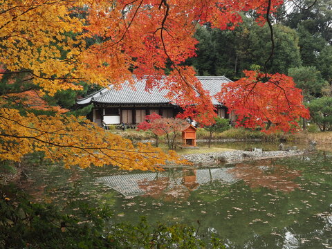浄瑠璃寺本堂の紅葉