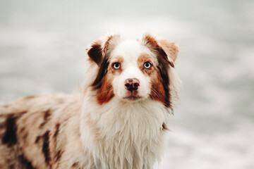 Red merle australian shepherd dog with blue eyes portrait