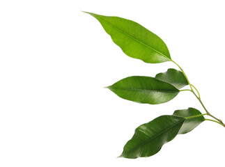 Ficus Benjamina green leaves, weeping fig twig isolated on white, clipping path 