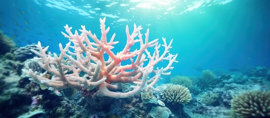 Fototapeta na wymiar Colorful Acropora Clathrata Coral in Pristine Underwater Ecosystem Detailed Close up of Staghorn Coral with Intricate Lattice Rich Marine Biodiversity in Tropical Reefs copy space image