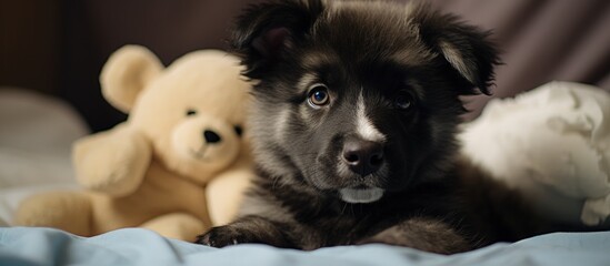 Black fluffy puppy playing with toys on bed a mix of Akita and Shepherd copy space image