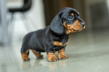 A very small young black dachshund puppy