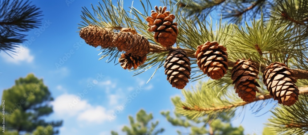 Poster closeup of a white pine tree with pine cones in a natural forest setting located in a state park sur