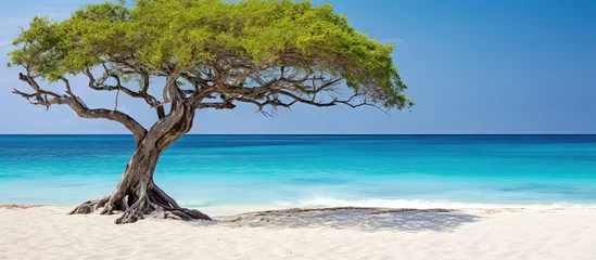 Fotobehang Aruba s Dutch Antilles has an Eagle Beach featuring divi divi tree copy space image © vxnaghiyev