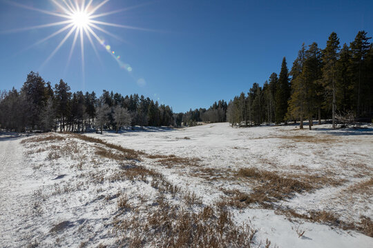 snow covered meadow with green pine trees in background under bright blue sky with flare from afternoon morning sun
