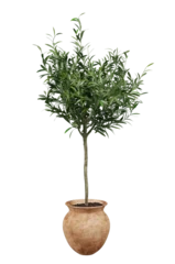 Foto op Plexiglas Olive tree in pot or Young olive tree in terracotta pot isolated. Png transparency  © POSMGUYS