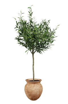 Olive tree in pot or Young olive tree in terracotta pot isolated. Png transparency	