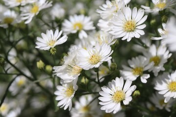 select focus beautiful white flowers , nature background