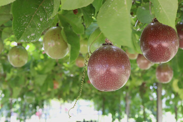 passion fruits hanging on the vine
