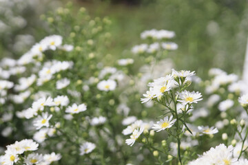 select focus beautiful white flowers , nature background