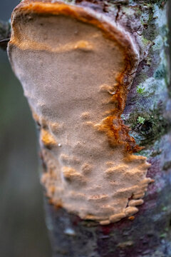 Bracket fungus or plum tinder (Phellinus pomaceus, Phellinus igniarius) 